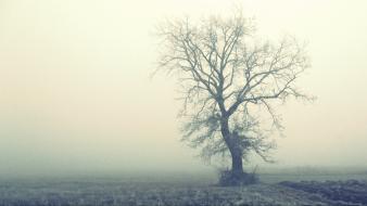 Abandoned fog lonely trees wallpaper