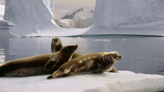 Antarctica the south pole seals wallpaper