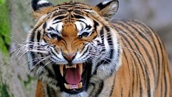 Bengal animals tigers wallpaper