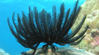 Feather stars sealife underwater wallpaper