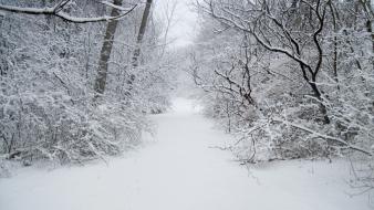 Forests snow trees white widescreen wallpaper