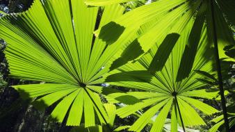 Beach leaves australia palm wallpaper