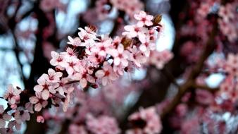 Blossoms trees flowers depth of field pink wallpaper
