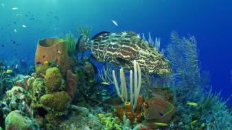 Creatures underwater sea wallpaper