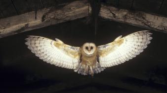 Flying birds animals owls barn wallpaper