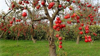 Fruits apples fruit trees wallpaper