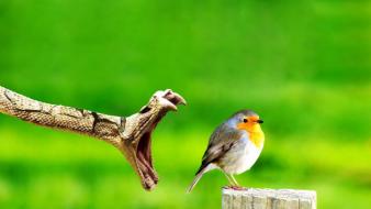 Green birds snakes prey jaws reptiles background robins wallpaper