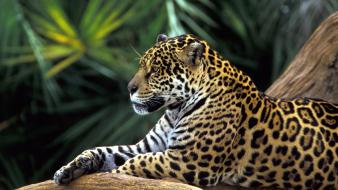 Jaguar In Amazon Rainforest