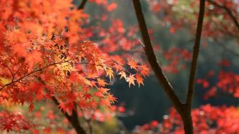Japan autumn (season) leaves wallpaper