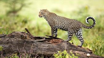 Leopard Wildlife wallpaper