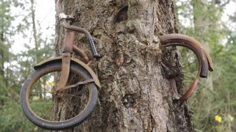Motorbikes tree trunk wallpaper
