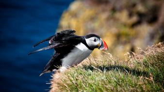 Nature birds puffin wallpaper