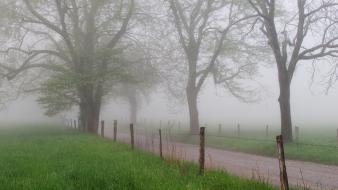 Spring (season) tennessee cove great smoky mountains wallpaper