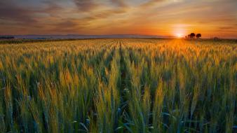 Sunset nature fields valley wheat california harvest