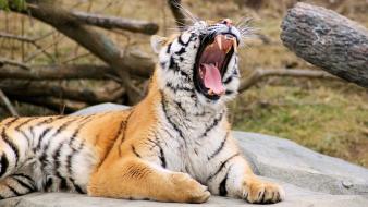 Tiger Roaring wallpaper