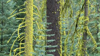 Trees forest california yosemite fir national park wallpaper