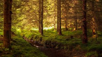 Water nature trees forest streams moss bushes wallpaper