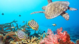 Water turtles sea wallpaper