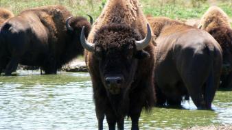 Animals bison nature wallpaper
