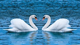 Animals lakes love swans wallpaper