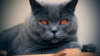 Chartreux animals cats wallpaper