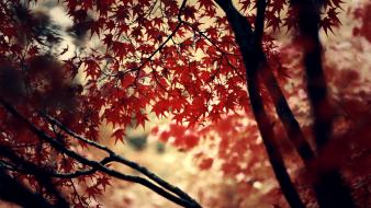 Deviantart autumn forests leaves momiji