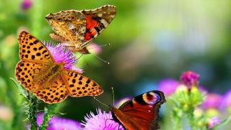 Animals butterflies nature wallpaper