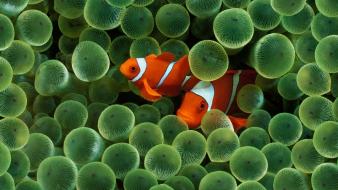 Animals clownfish fish sea anemones wallpaper