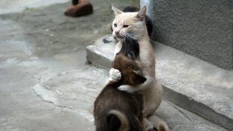 Animals hugging love wallpaper