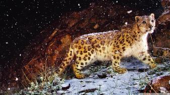 Animals nature snow leopards wallpaper