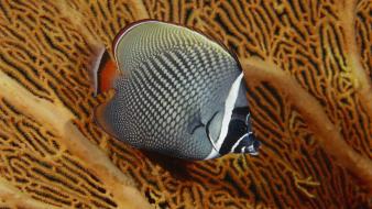 Fish tropical wallpaper