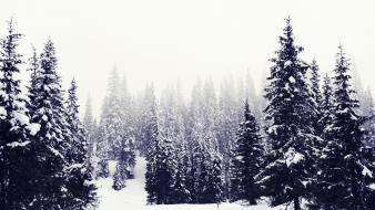 Snow trees winter wallpaper