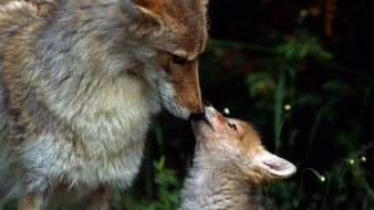 Animals baby foxes nature wallpaper