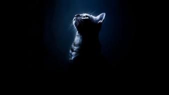 Animals black background cats silhouettes