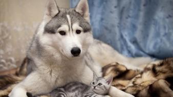 Animals cats dogs husky kittens