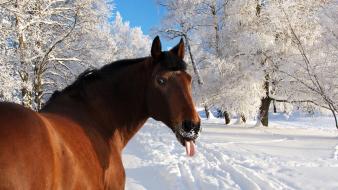 Animals derp horses nature snow wallpaper