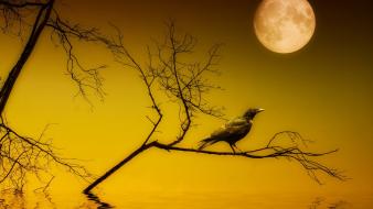 Moon birds black night silhouettes wallpaper