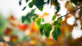 Depth of field leaves macro nature trees wallpaper