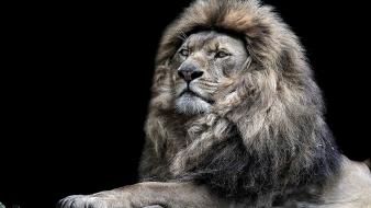 Animal lion wallpaper