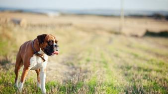 Animals dogs boxer wallpaper