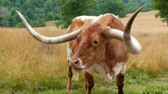 Animals horns buffalo wallpaper