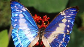 Animals insects butterflies wallpaper