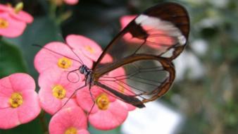 Animals insects glasswing butterfly butterflies wallpaper
