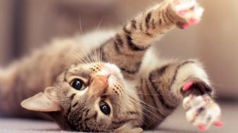 Cats animals kittens pets wallpaper