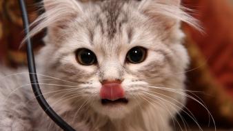 Cats animals licking tongue yellow eyes wallpaper