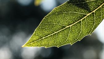 Green nature leaf macro wallpaper