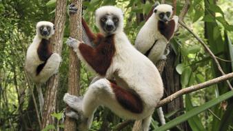 Landscapes nature animals madagascar lemur national park baby wallpaper
