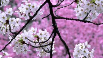 Nature cherry blossoms trees spring (season)