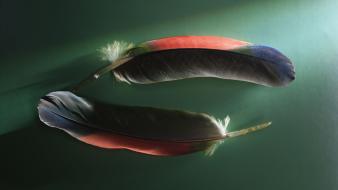 Nature feathers wallpaper
