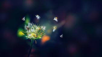 Nature flowers plants dandelions seeds flower petals wallpaper